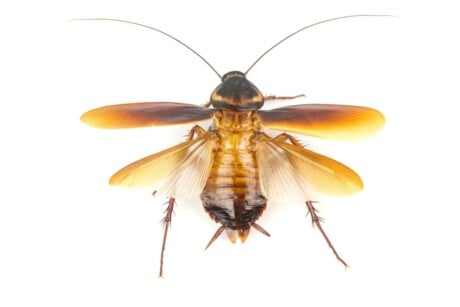 Flying Cockroach