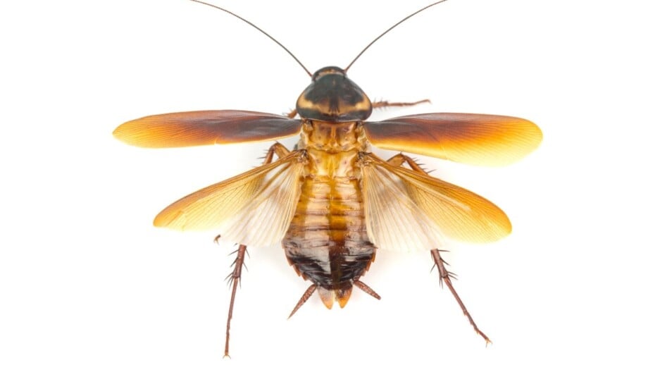 Flying Cockroach