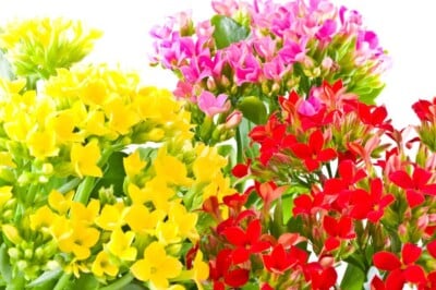Kalanchoe Flowers