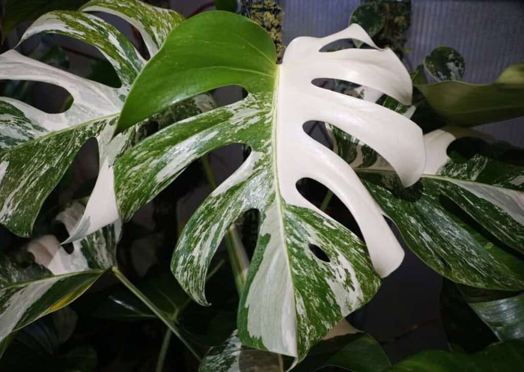 Monstera Albo Leaf
