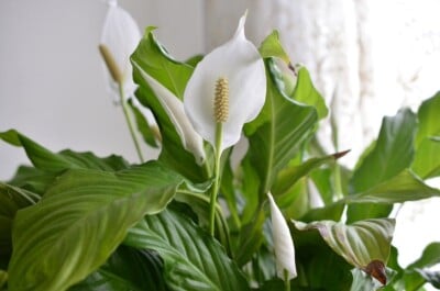 Peace Lily Flowers