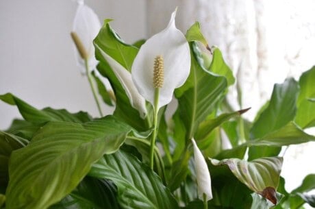 Peace Lily Flowers
