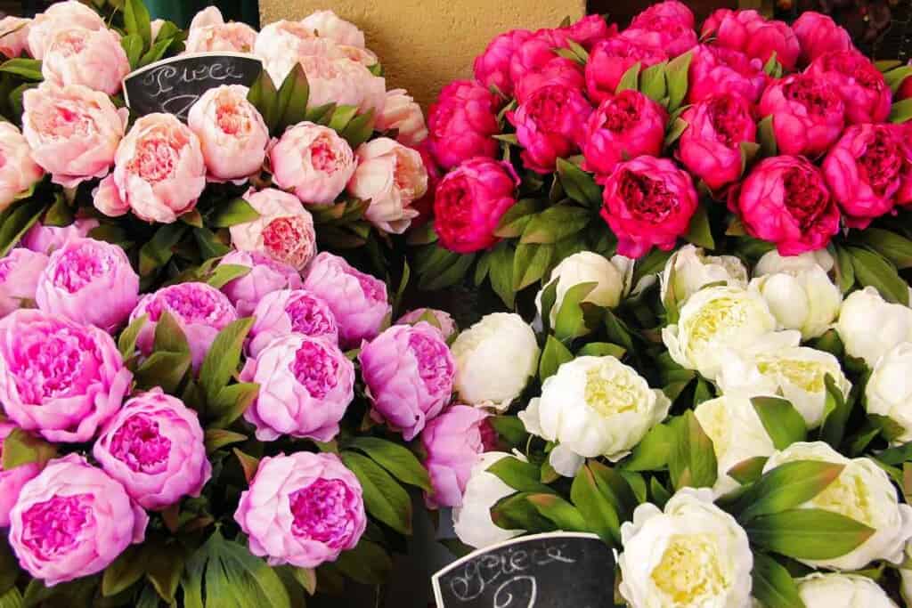 bouquets of peonies