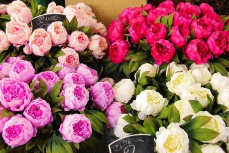 bouquets of peonies