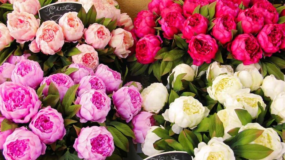 bouquets of peonies