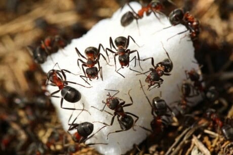 Ants eating sugar.