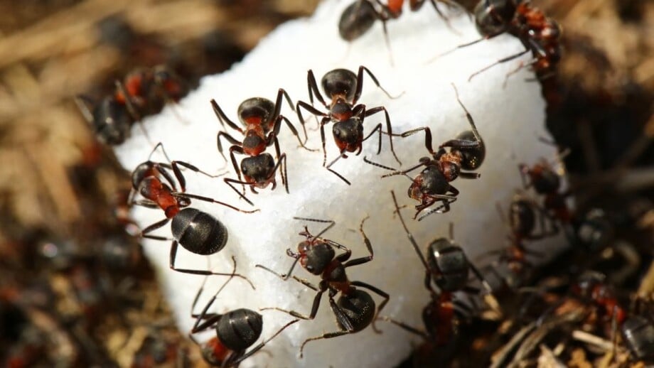 Ants eating sugar.