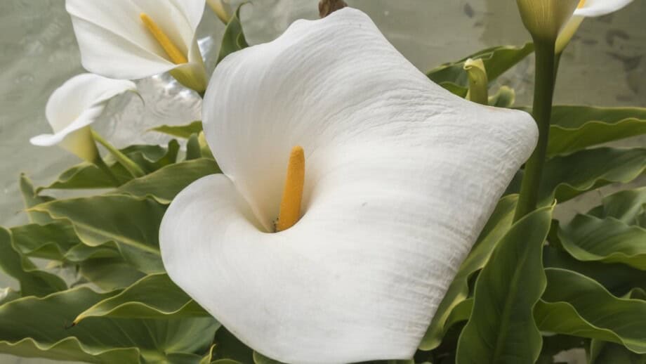 Complete Guide: How to Plant Grow & Care for Calla Lily Flowers