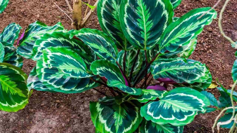 How To Plant Grow And Care For Calathea Roseopicta Indoors How To Plant Grow And Care For Calathea Roseopicta Indoors