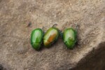 June Bugs: Types, Photos, Facts + How to Get Rid of Them 2023