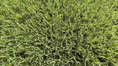 How to Grow & Care for Bermuda Grass