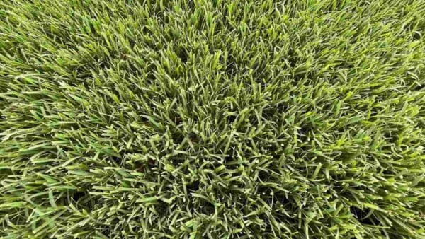 Triple Your Bermuda Grass Growth With This Simple Trick - 1ybgph1