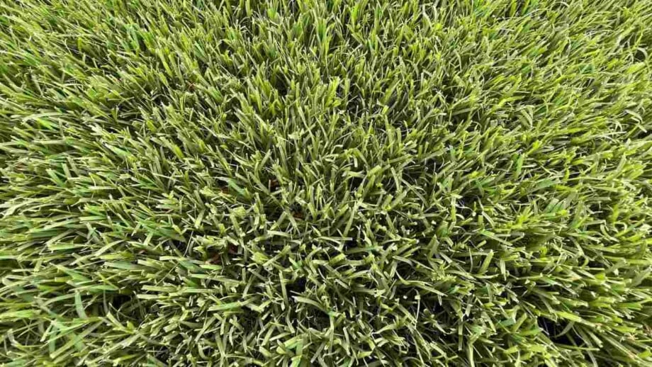 How to Grow & Care for Bermuda Grass