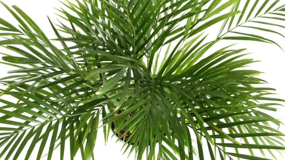 How to Grow and Care for Areca Palm