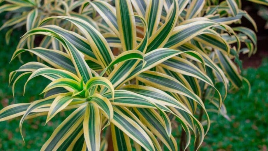Dracaena