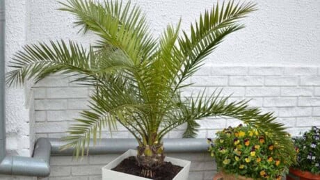Majesty Palm