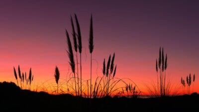 Pampas Grass