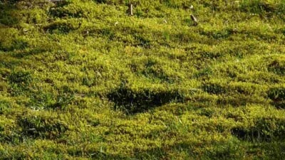 Moss Lawn