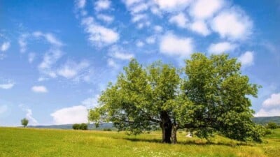 Mulberry Tree