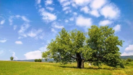 Mulberry Tree