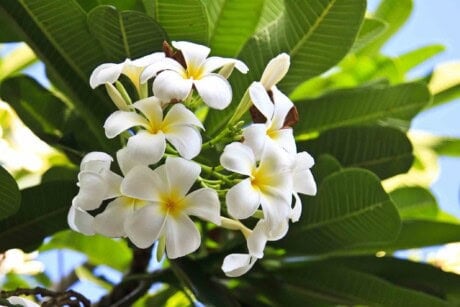 Plumeria plant with white flowers.