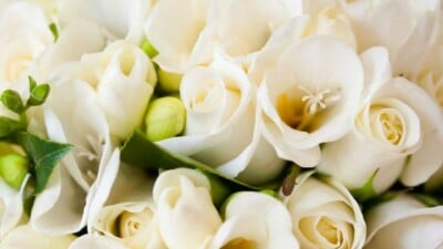 White Rose Flowers
