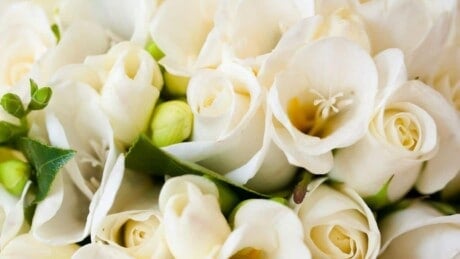 White Rose Flowers