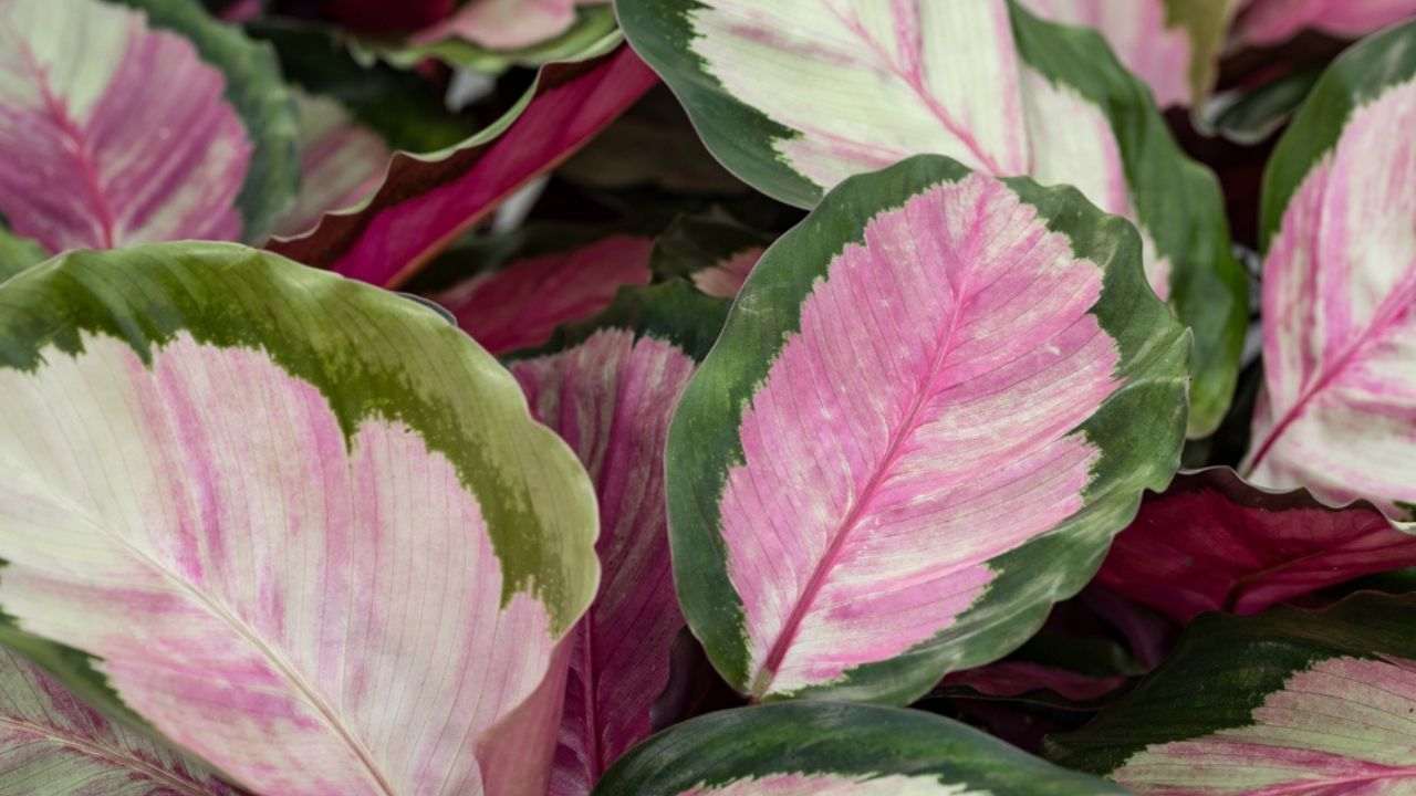 thumbnail image 2 of 25+ Seeds Edgy Pink Calathea Couture Flower Indoor Or Outdoor 2 of 11