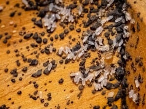 Bed bug eggs with blood