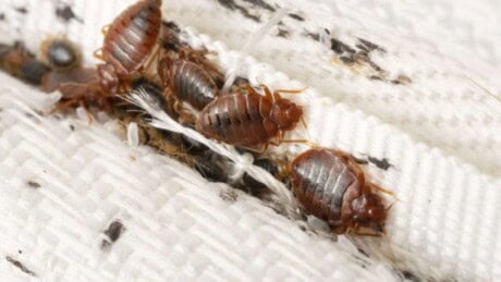 bed bug traps