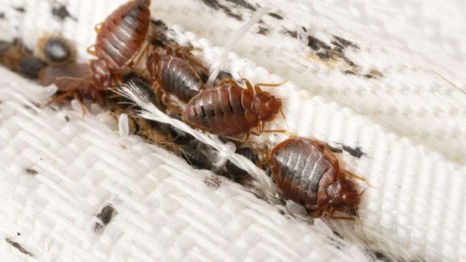 bed bug traps