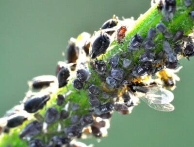 black aphids