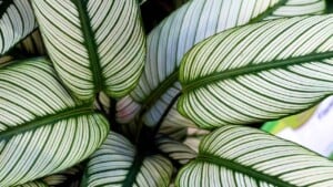 calathea ornata