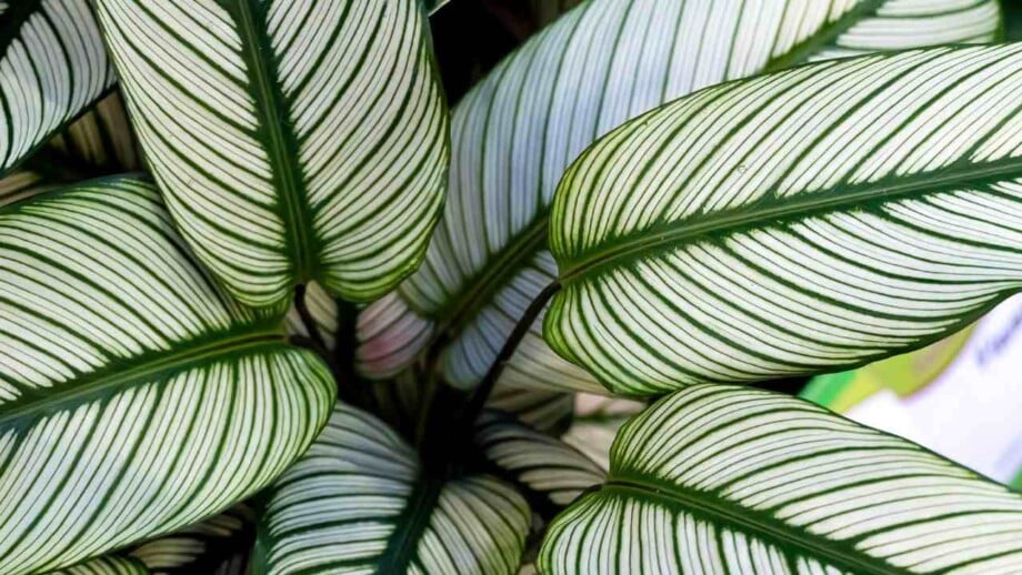 calathea ornata