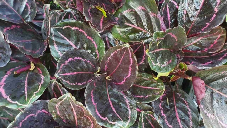 how to care for calathea roseopicta
