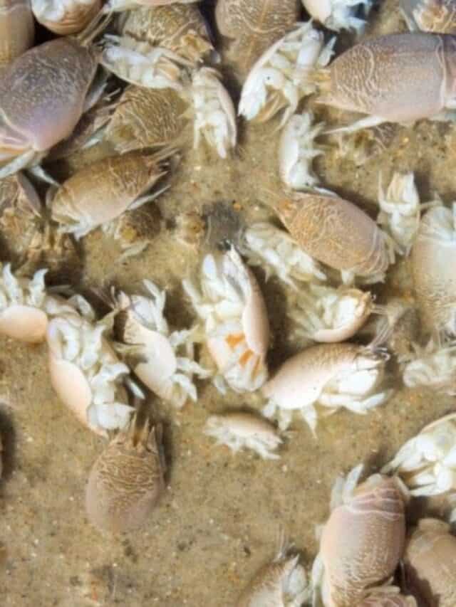 Sand Fleas What Exactly Are They and Do They Bite? Natural