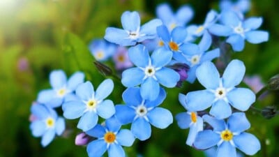 forget me not