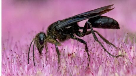 Great Black Digger Wasp collecting nectar from a pink flower.