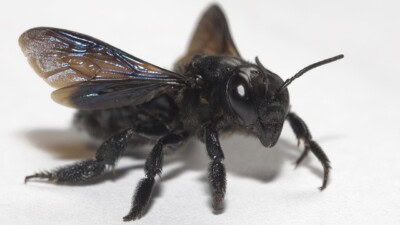 Great Black Wasp - Everything you need to know in 2024