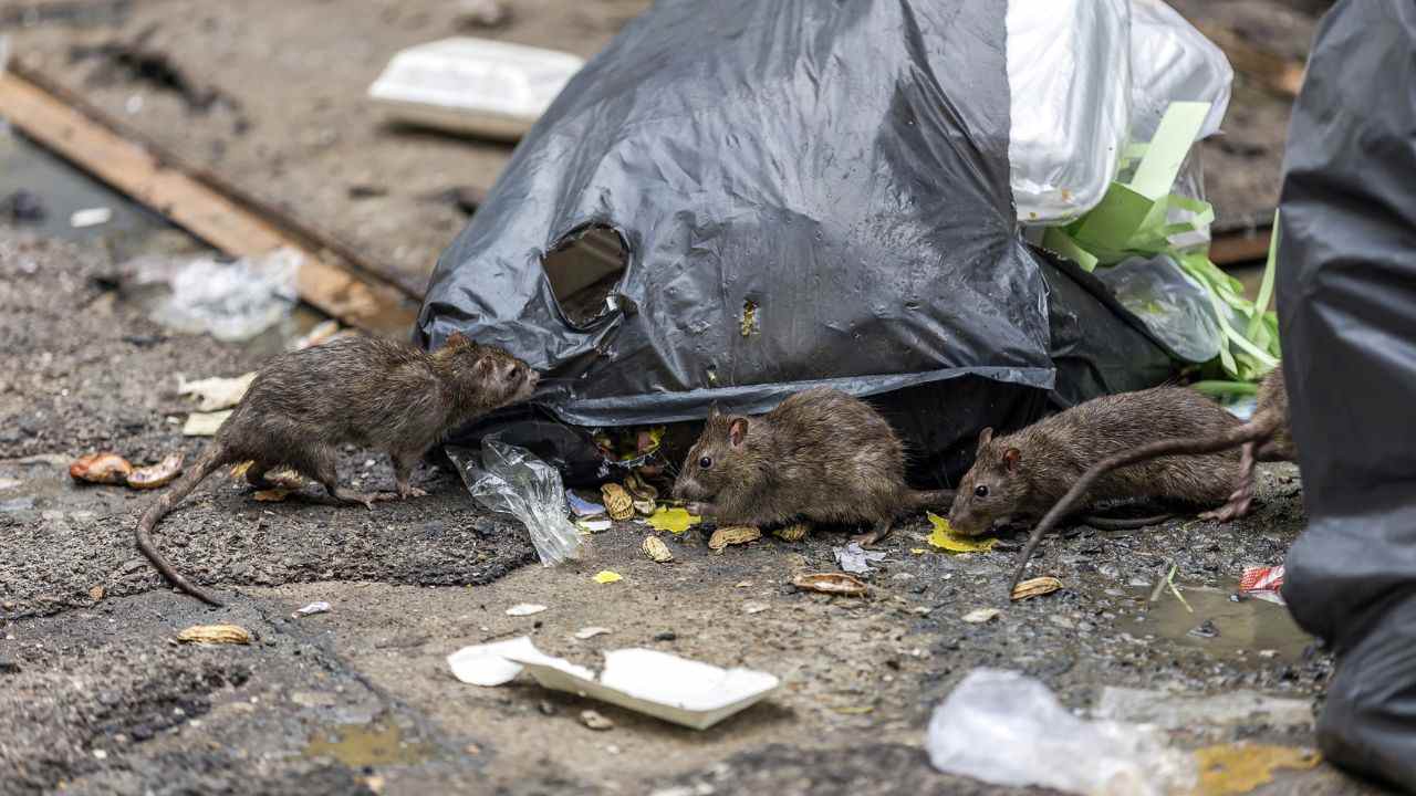 how to get rid of rats