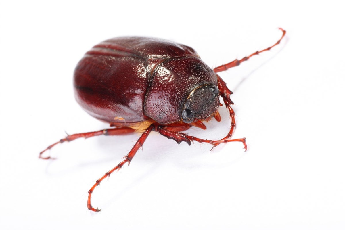 Carpet beetles fed carcass of ground beetle on the trap