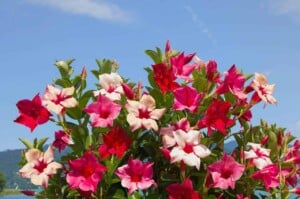 Mandevilla Flowers