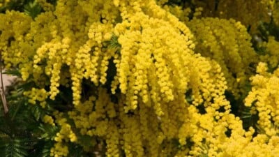 mimosa tree