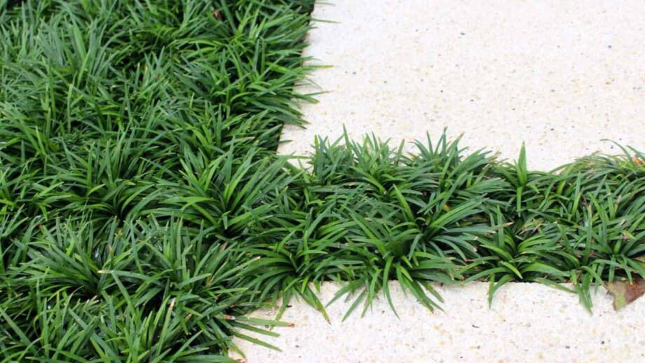 How to Plant, Grow, and Care For Mondo Grass Natural