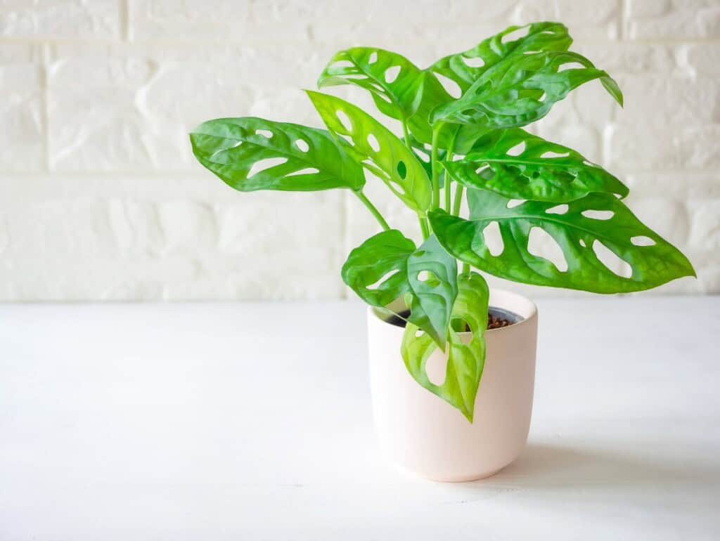 Monstera Adansonii in white pot.