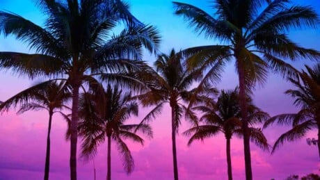 palm trees
