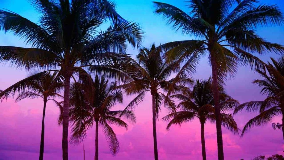palm trees