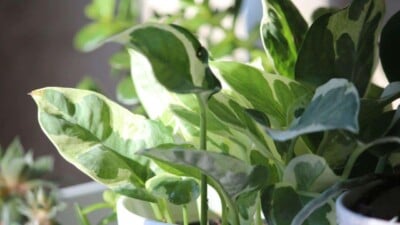 pearls and jade pothos