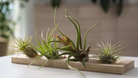 Air Plants