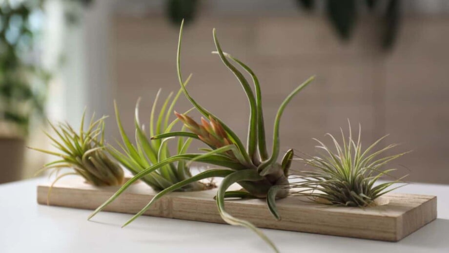 Air Plants